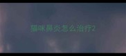 猫咪鼻炎怎么治疗