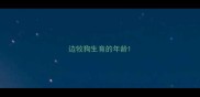 边牧狗生育的年龄