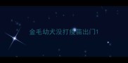 金毛幼犬没打疫苗出门
