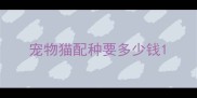 宠物猫配种要多少钱
