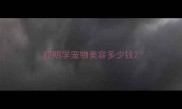 昆明学宠物美容多少钱