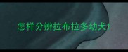怎样分辨拉布拉多幼犬