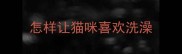 怎样让猫咪喜欢洗澡