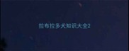 拉布拉多犬知识大全