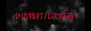 小边牧打几次疫苗