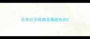 拉布拉多眼睛是黄颜色的