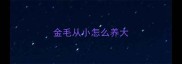 金毛从小怎么养大