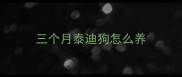 三个月泰迪狗怎么养