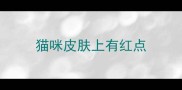 猫咪皮肤上有红点
