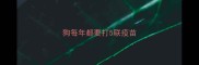 狗每年都要打5联疫苗