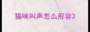 猫咪叫声怎么形容
