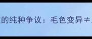 陨石边牧的纯种争议毛色变异血统不纯