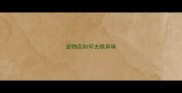 宠物店如何去除异味