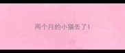 两个月的小猫丢了