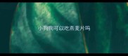 小狗狗可以吃燕麦片吗
