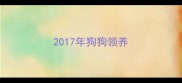 2017年狗狗领养