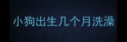 小狗出生几个月洗澡
