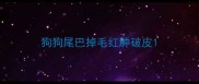 狗狗尾巴掉毛红肿破皮