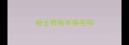 哈士奇每年换毛吗