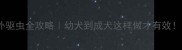 金毛体内体外驱虫全攻略幼犬到成犬这样做才有效附避坑指南