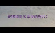 宠物狗美容享受的照片