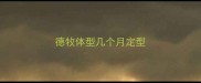 德牧体型几个月定型