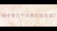 哈士奇几个月养比较合适
