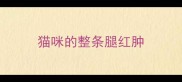 猫咪的整条腿红肿
