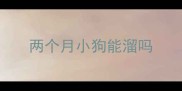 两个月小狗能溜吗