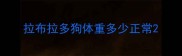 拉布拉多狗体重多少正常