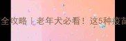 十岁狗狗疫苗全攻略老年犬必看这5种疫苗千万不能漏