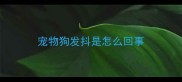 宠物狗发抖是怎么回事