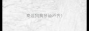 泰迪狗狗牙齿不齐