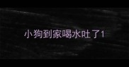 小狗到家喝水吐了