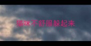 猫咪不舒服躲起来