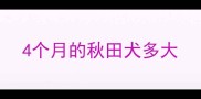 4个月的秋田犬多大