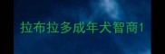 拉布拉多成年犬智商