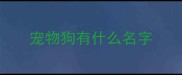 宠物狗有什么名字