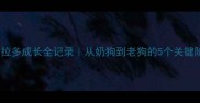 拉布拉多成长全记录从奶狗到老狗的5个关键阶段