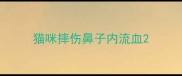 猫咪摔伤鼻子内流血