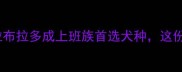 下班遛狗时间少拉布拉多成上班族首选犬种这份饲养指南请收好