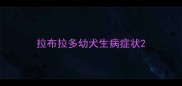 拉布拉多幼犬生病症状