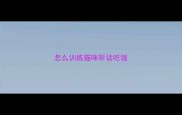 怎么训练猫咪听话吃饭