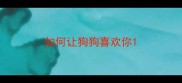 如何让狗狗喜欢你