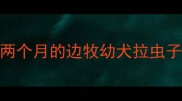 两个月的边牧幼犬拉虫子
