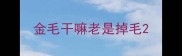 金毛干嘛老是掉毛
