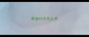 泰迪45天怎么养
