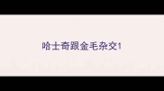 哈士奇跟金毛杂交