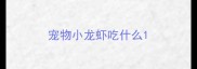 宠物小龙虾吃什么