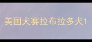 美国犬赛拉布拉多犬